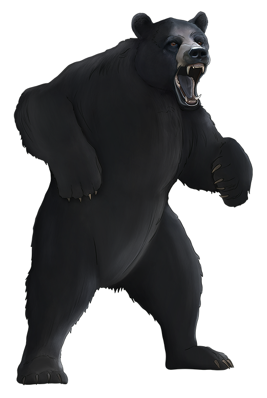 Black Bear
